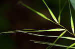 Eastern bottlebrush grass